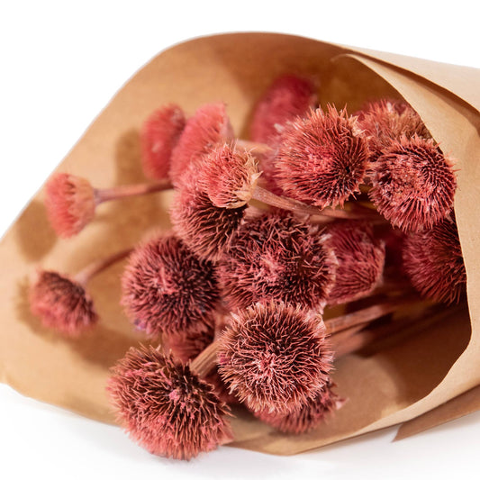 MINI Pink Wild Daisy Bundle #86