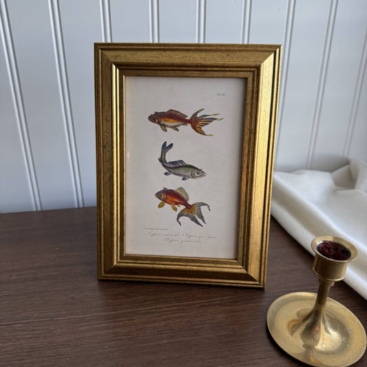 Vintage Style Fish trio framed Print gallery wall Framed