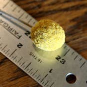 Craspedia (Drumstick Flower)