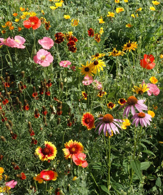 Garden Sprinkles Wildflowers | Best Seller | Summer flowers