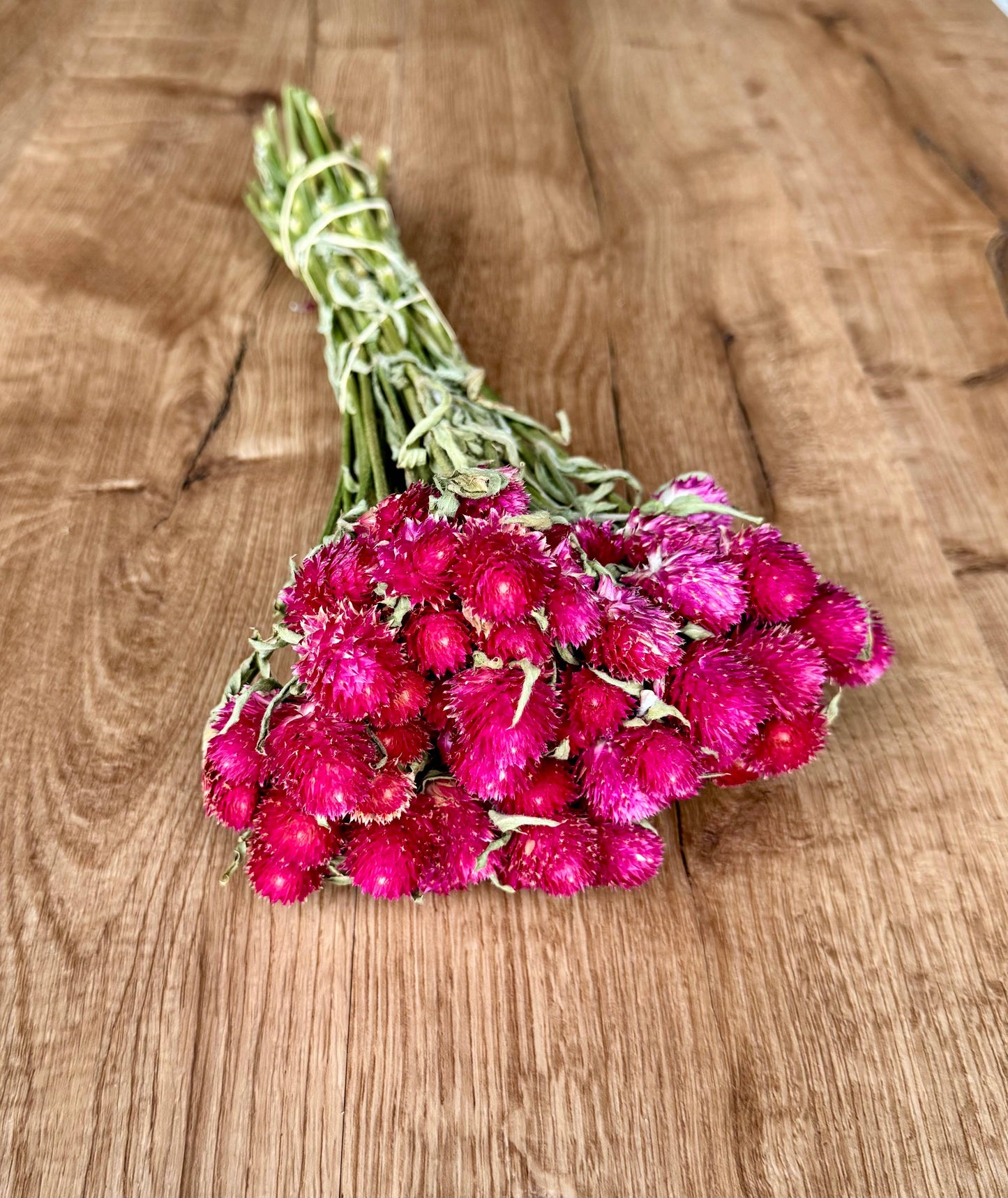 Globe Amaranth - Hot Pink