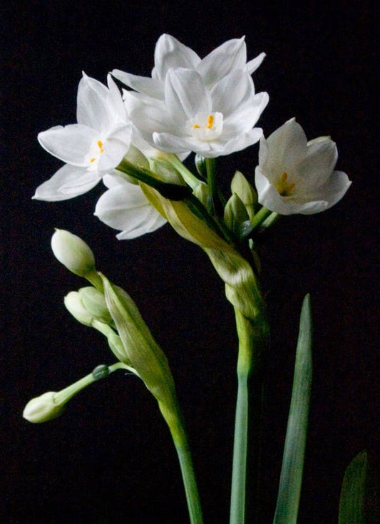 Garden in a Bag Paperwhites | Fall & Christmas