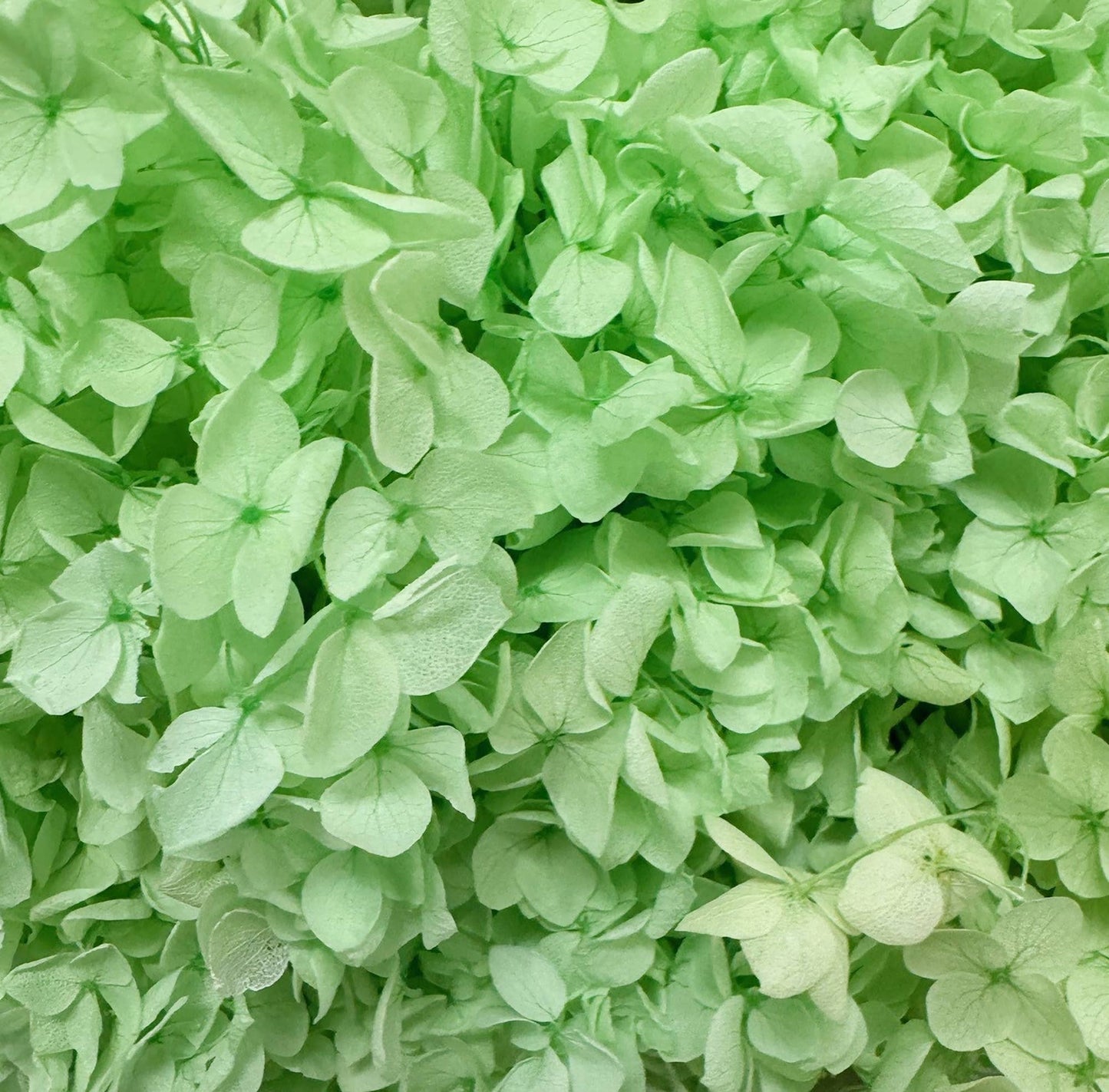 Light Green Preserved Hydrangea #158