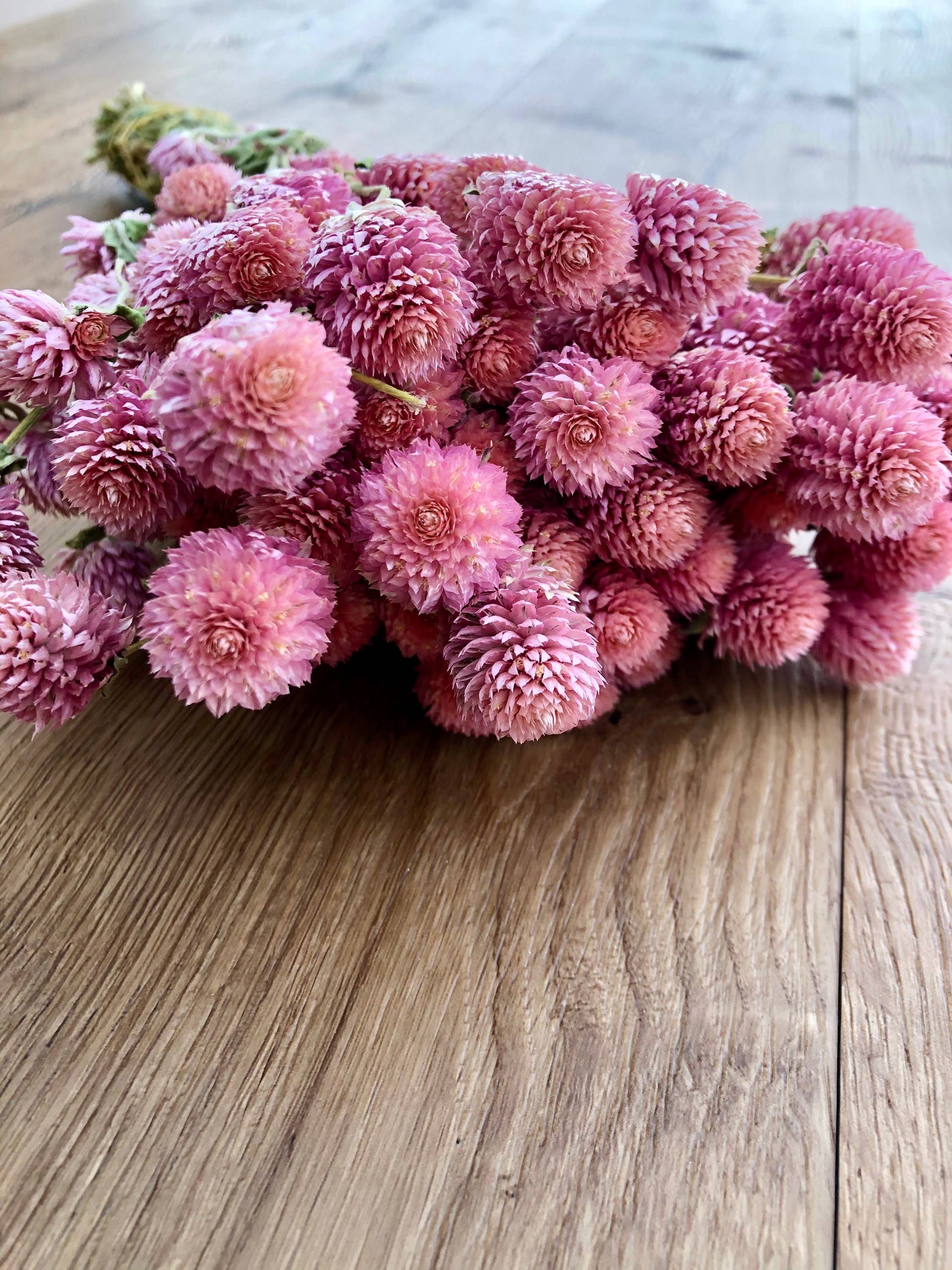Globe Amaranth - Rose Pink