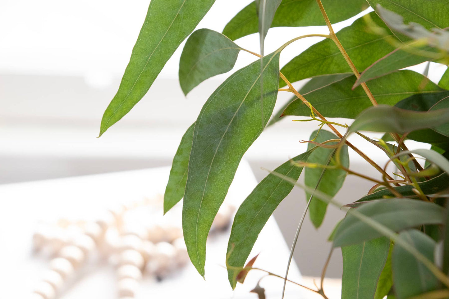 Fresh Willow Eucalyptus 10 Stems Bunch