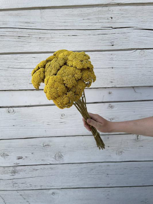 Yarrow (Yellow) - 20 Stem