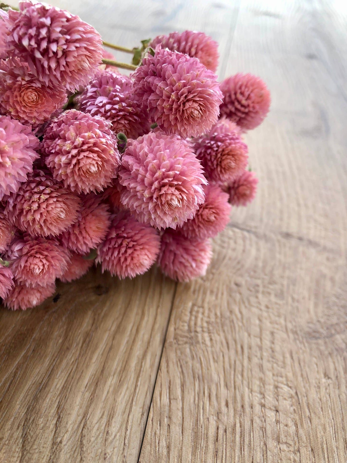 Globe Amaranth - Rose Pink