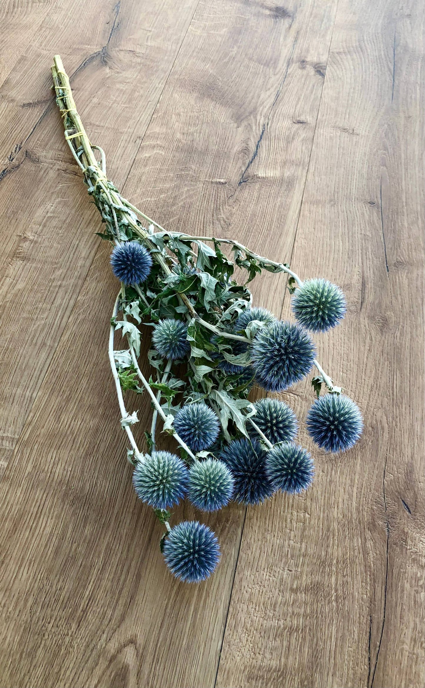 Globe Thistle (Echinop's)