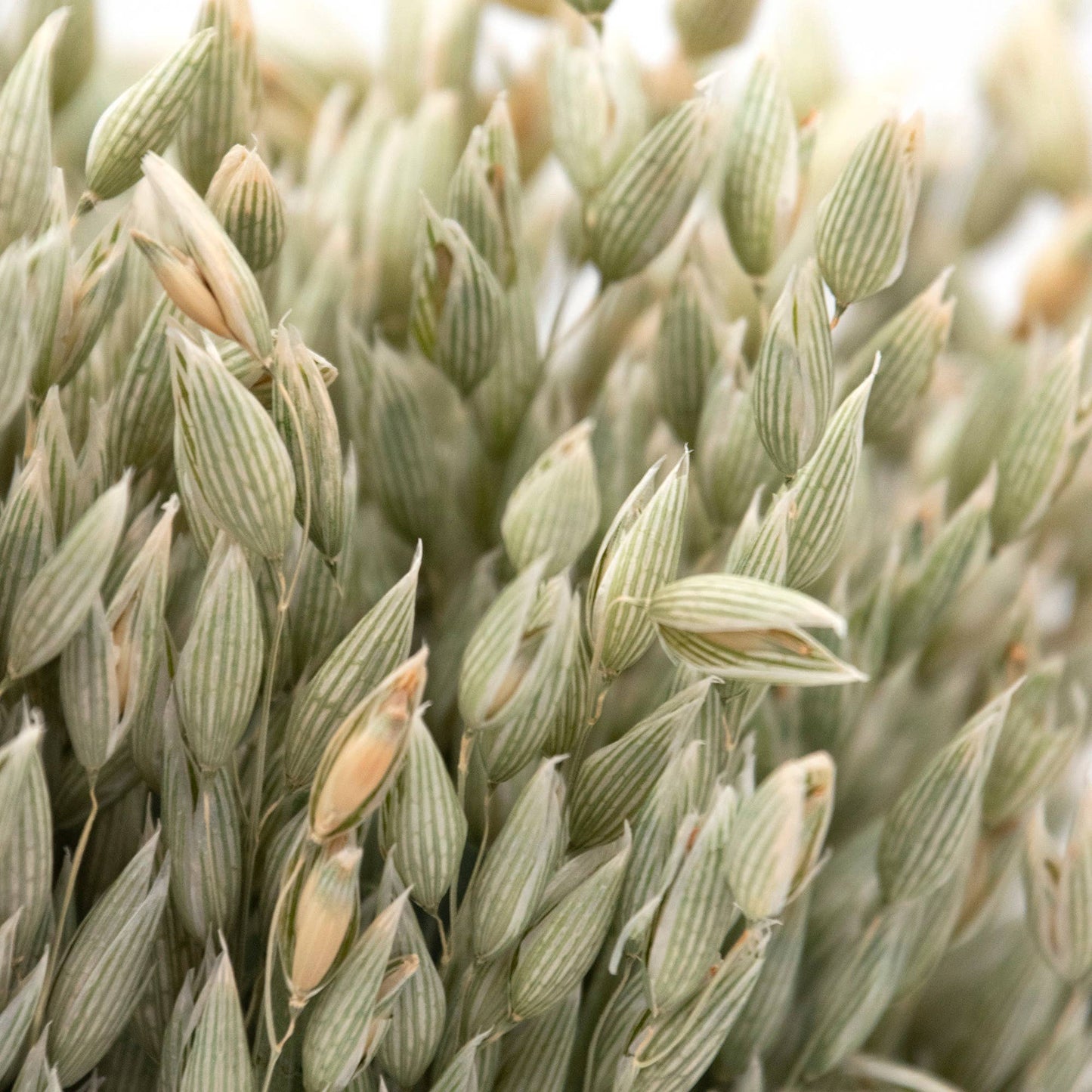 Dried Avena Bundle #21