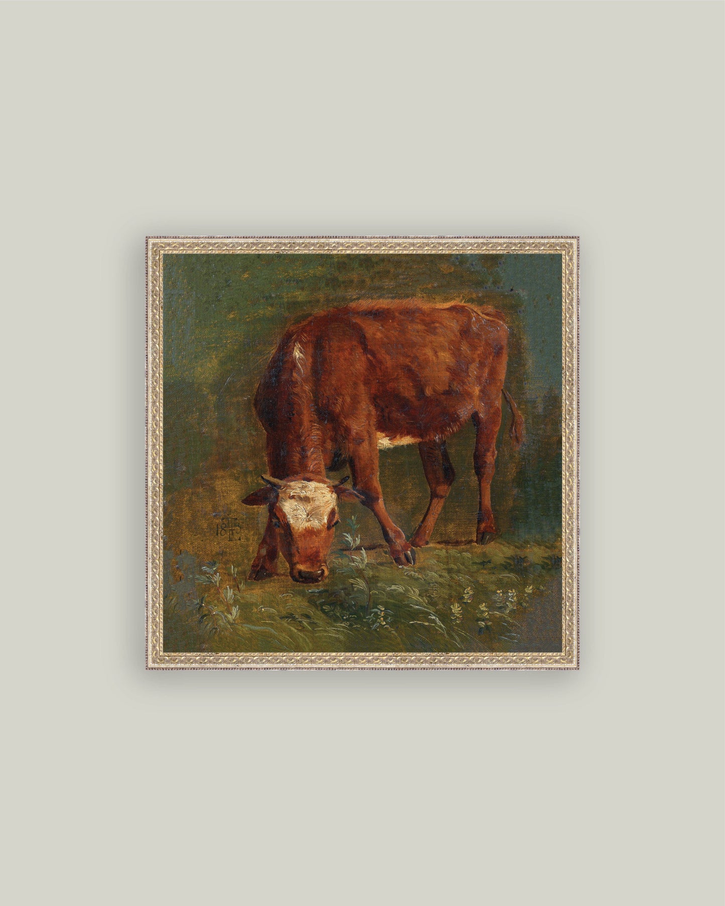 Grazing Red Heifer