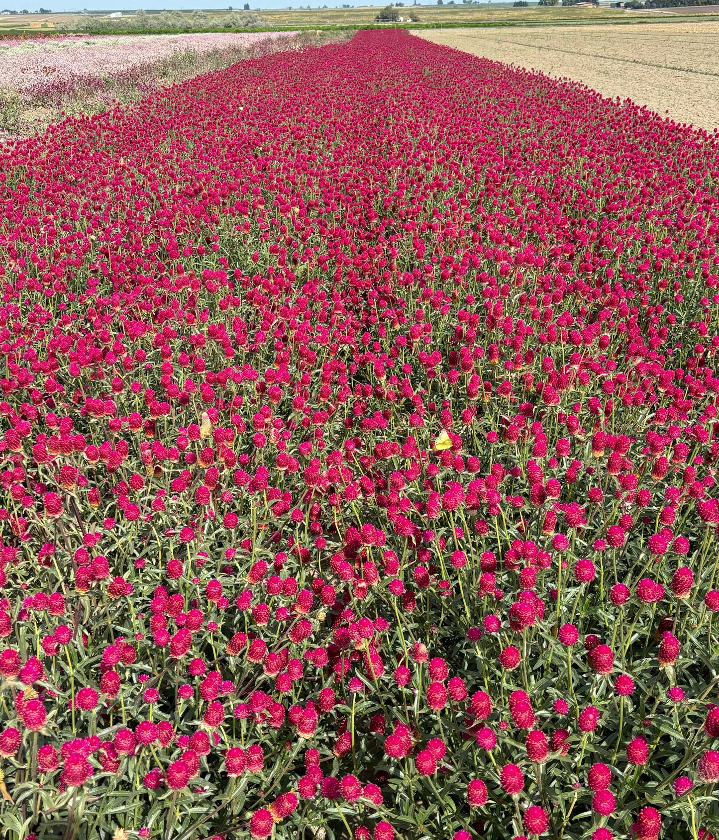Globe Amaranth - Hot Pink