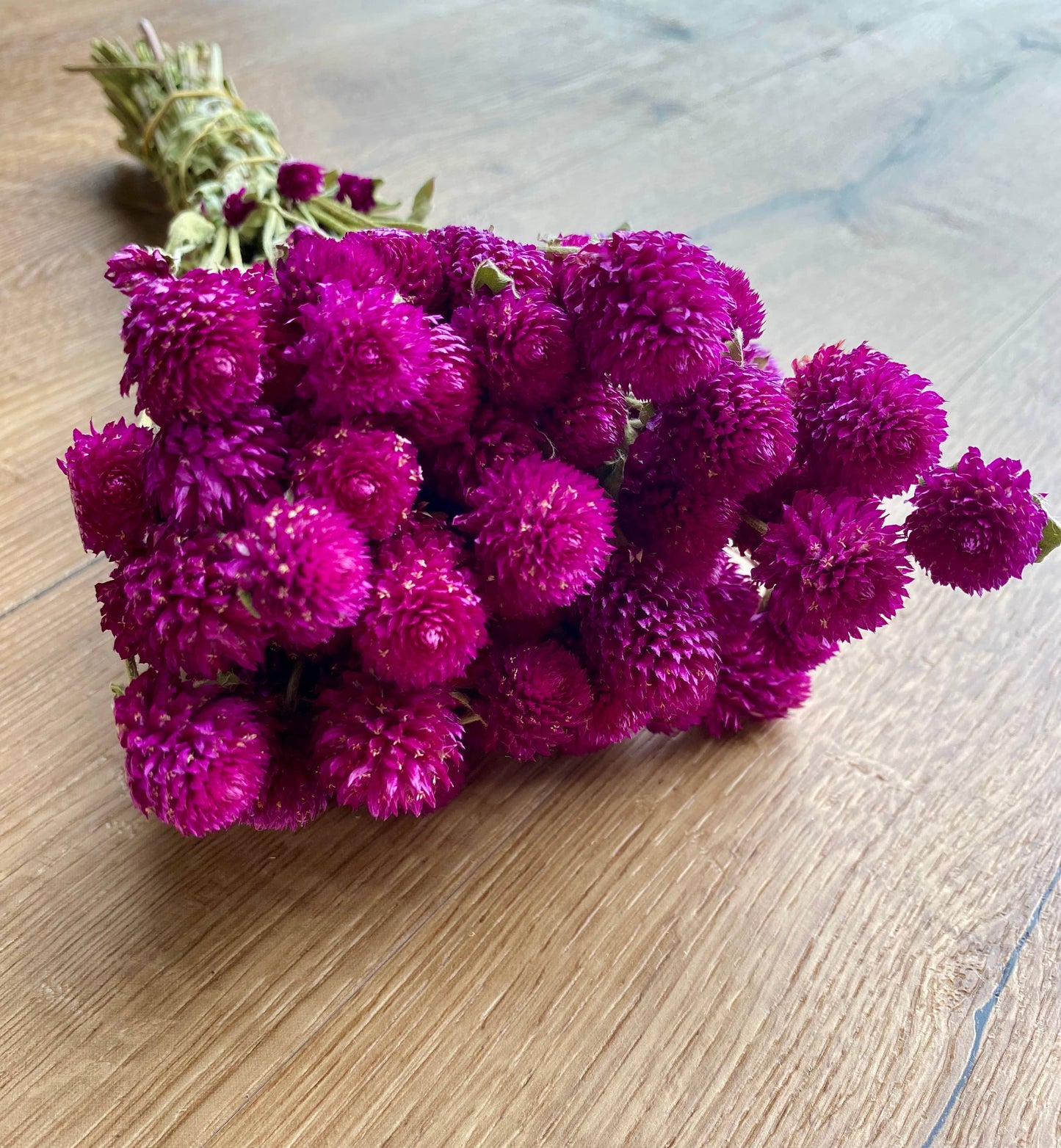 Globe Amaranth - Purple