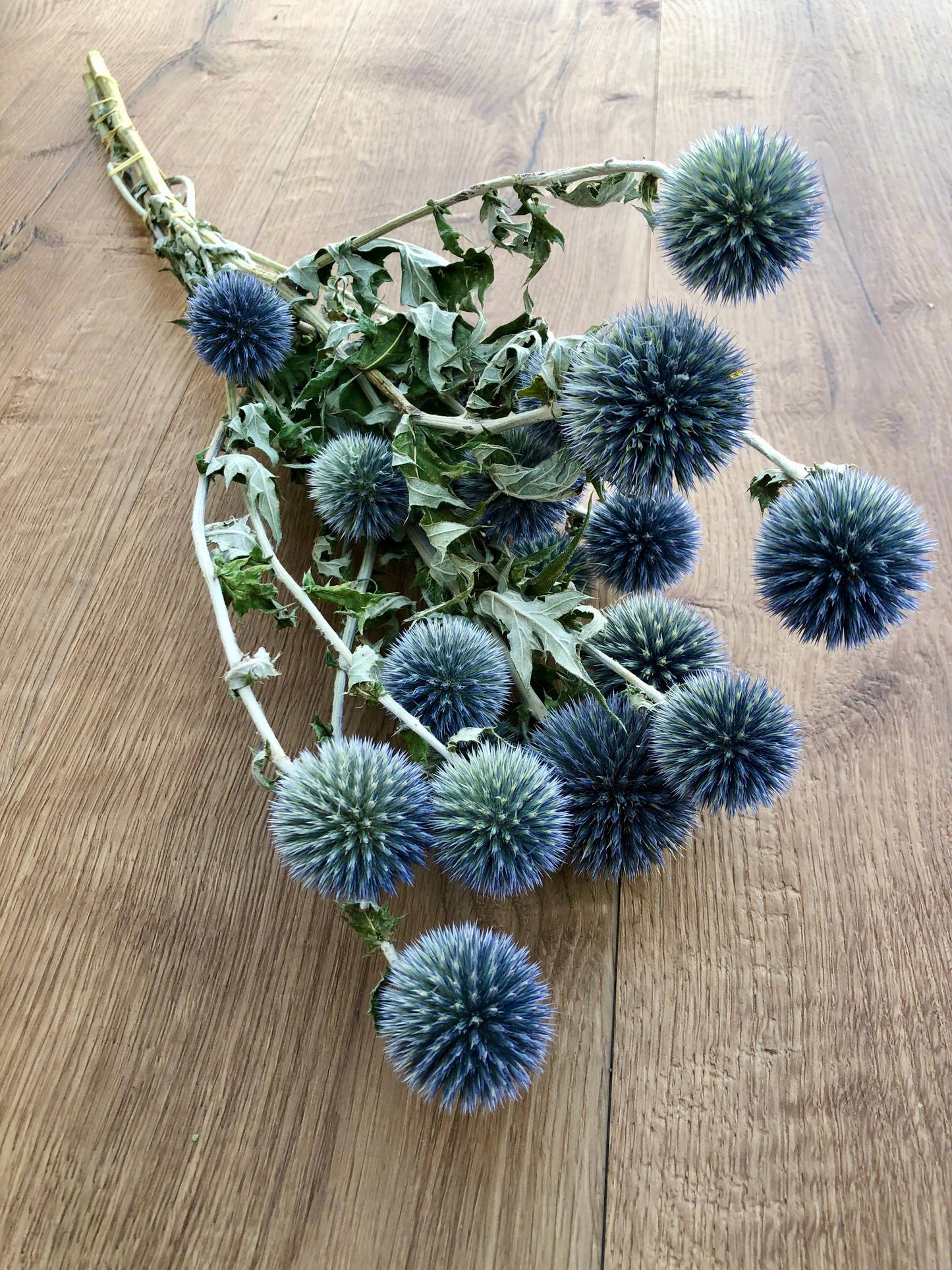 Globe Thistle (Echinop's)