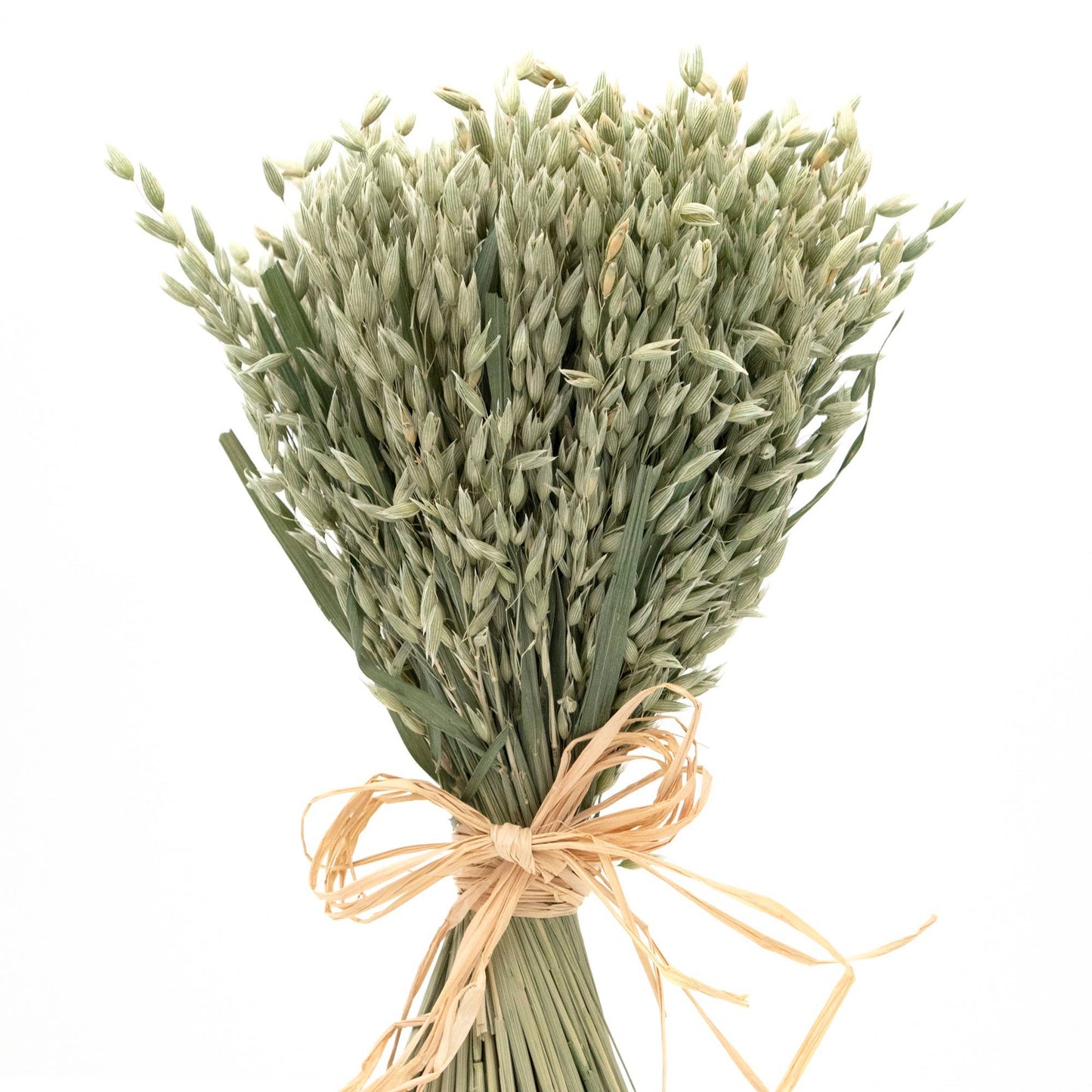 Dried Avena Bundle #21
