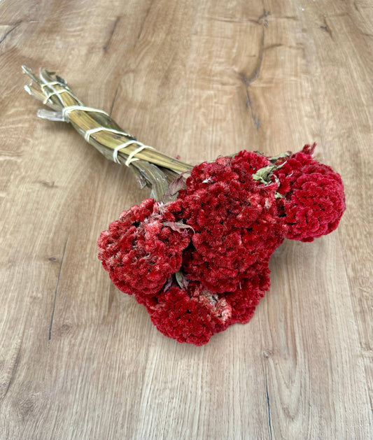 Coxcomb (Celosia) - Red