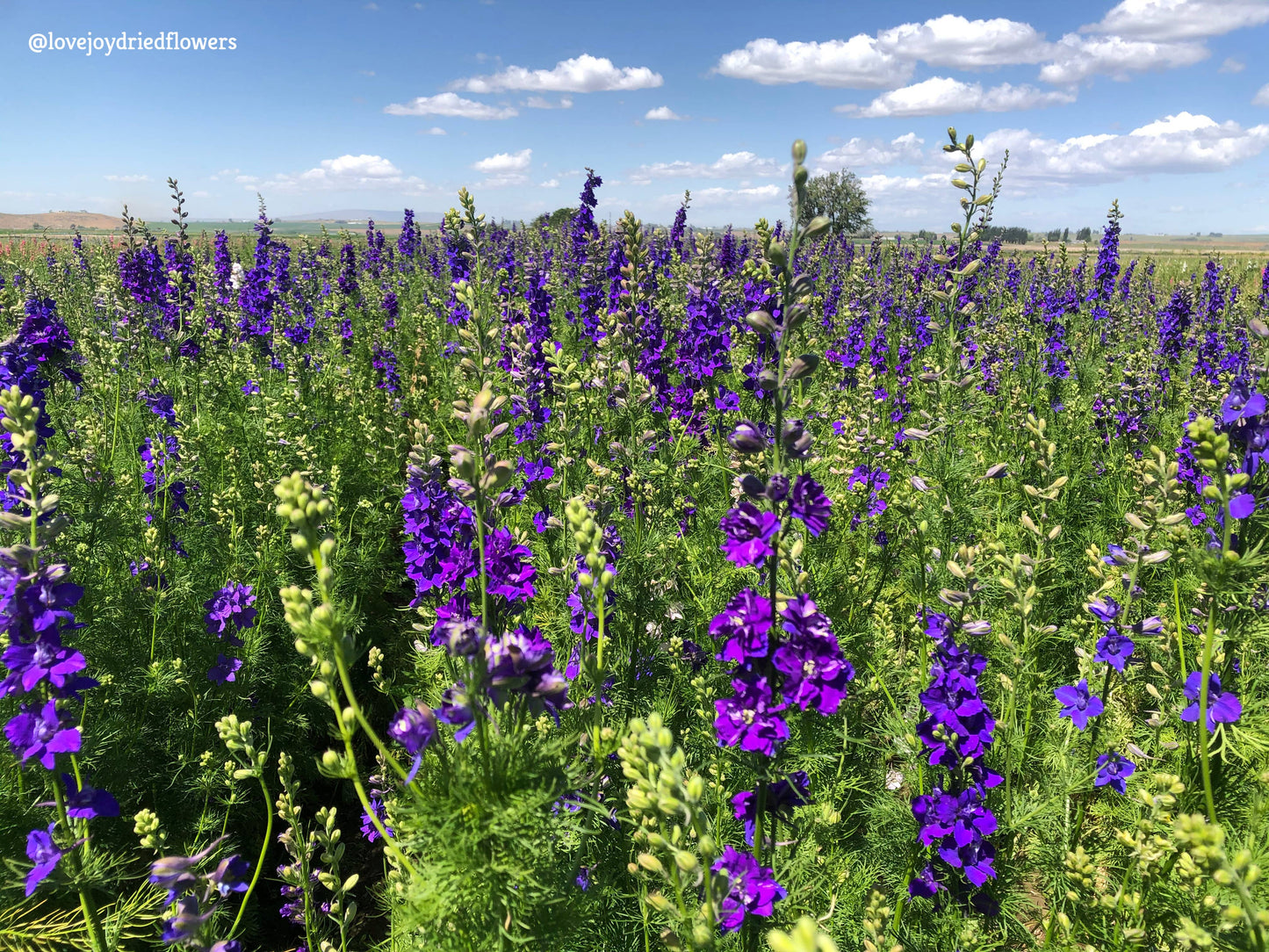 Larkspur - Dark Blue