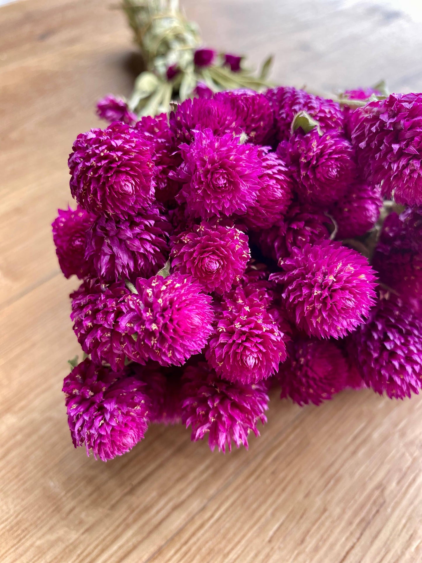 Globe Amaranth - Purple
