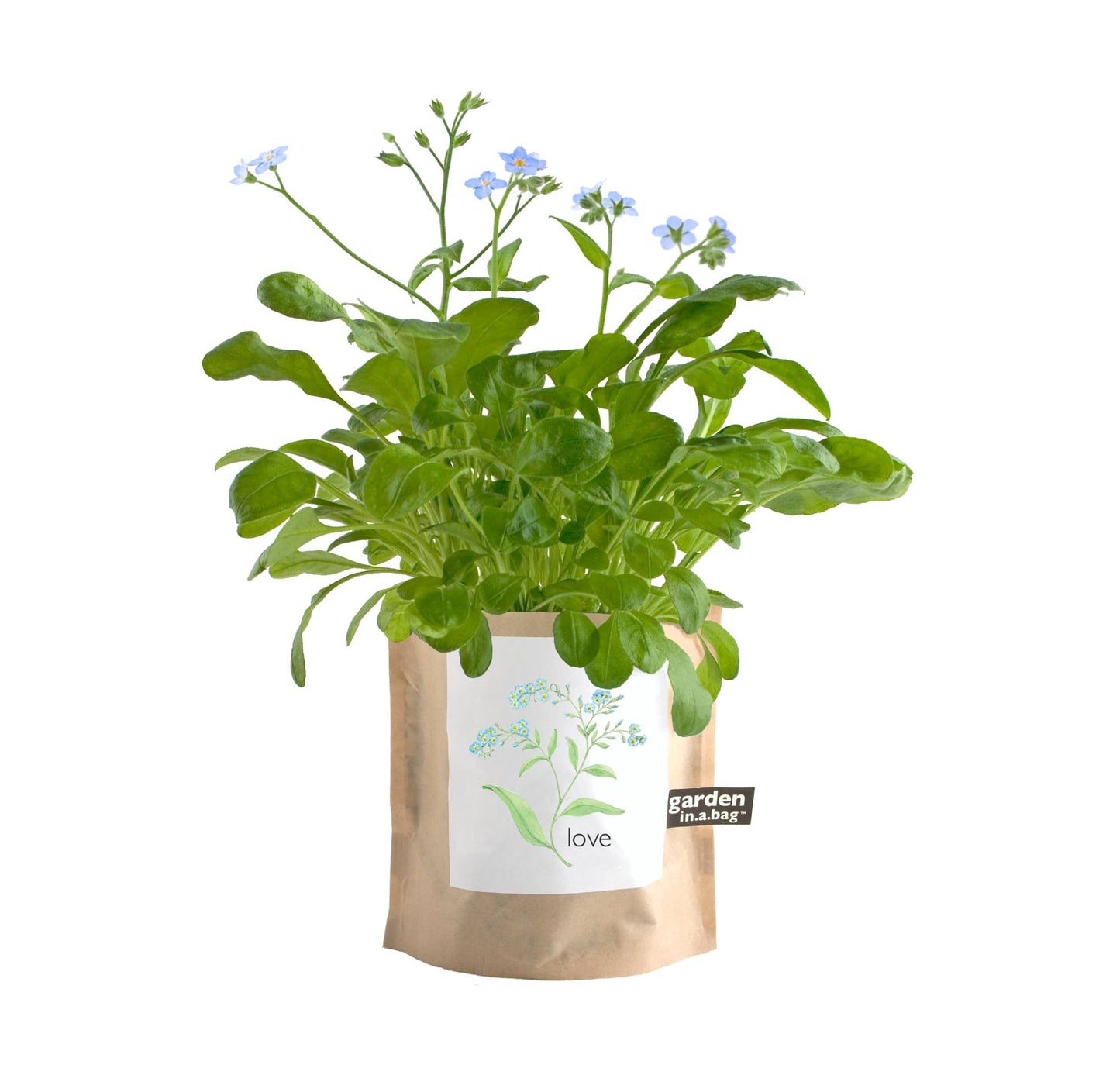 Garden Sprinkles Forget-Me-Not | Wedding flower favor idea