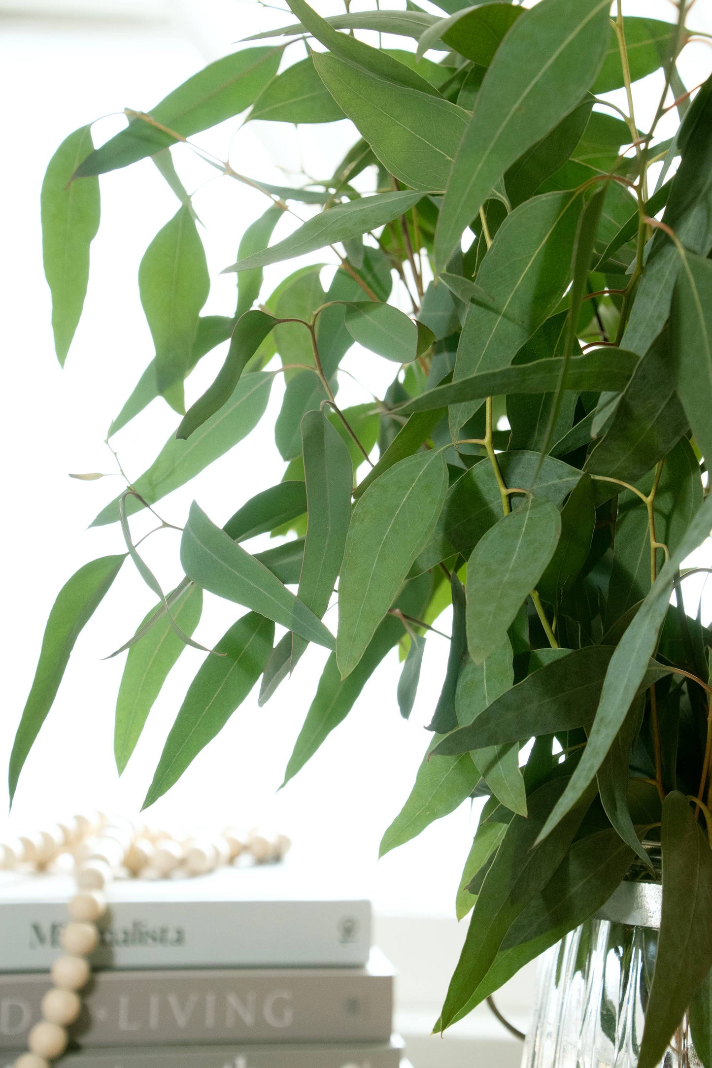 Fresh Willow Eucalyptus 10 Stems Bunch