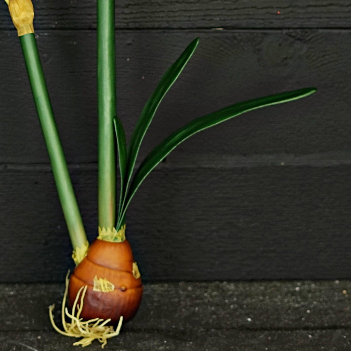 IT052CR- 22" Amaryllis bush x 4 w. bud and leaf