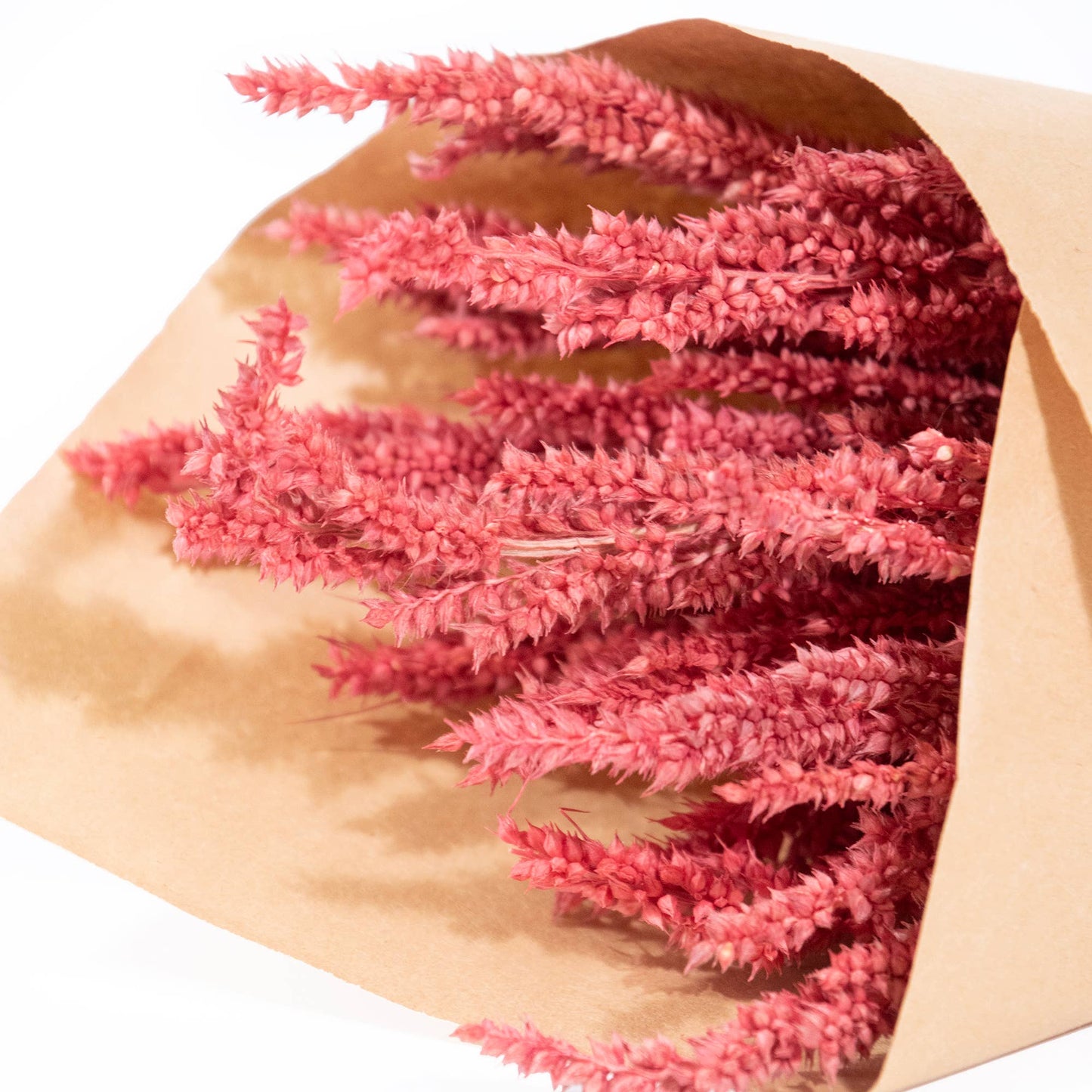 MINI Amaranthus Bundle #88