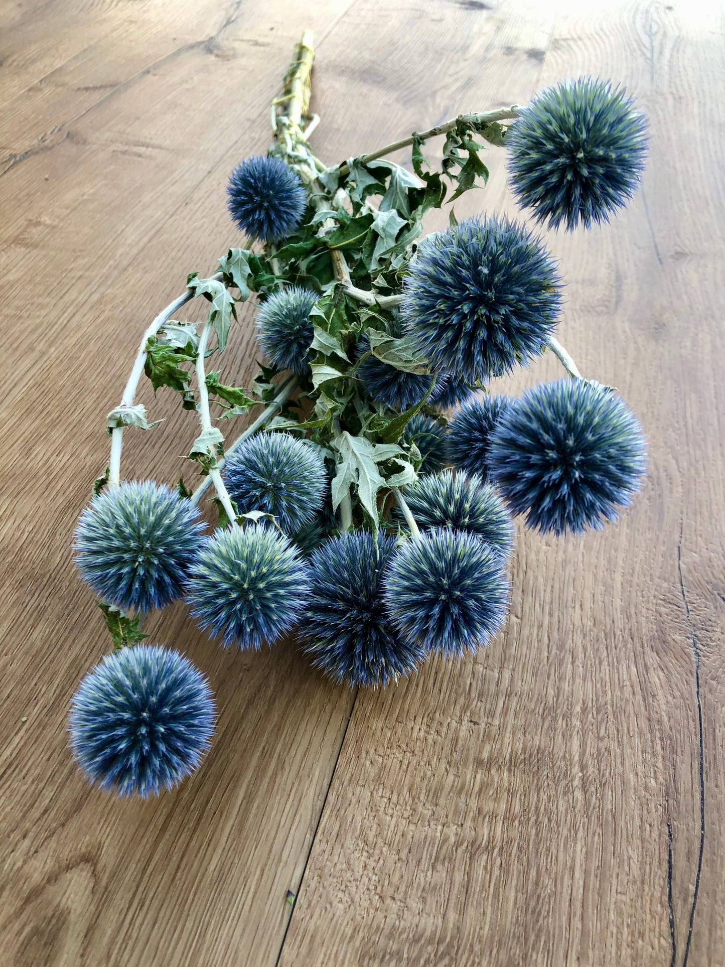Globe Thistle (Echinop's)