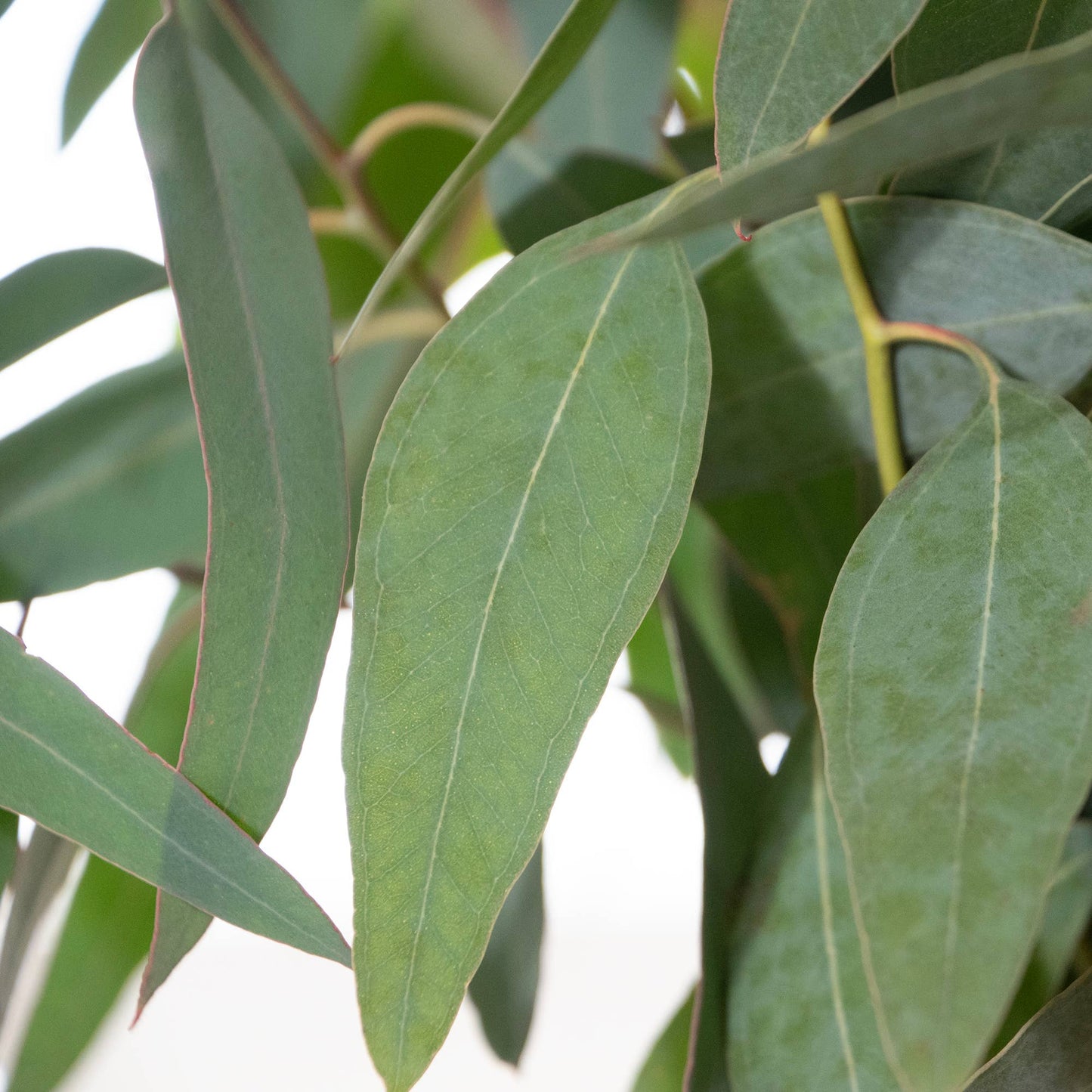 Fresh Willow Eucalyptus 10 Stems Bunch