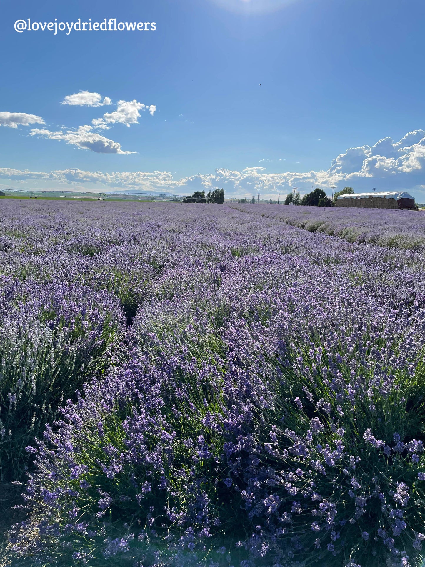 Lavender - Dark Purple