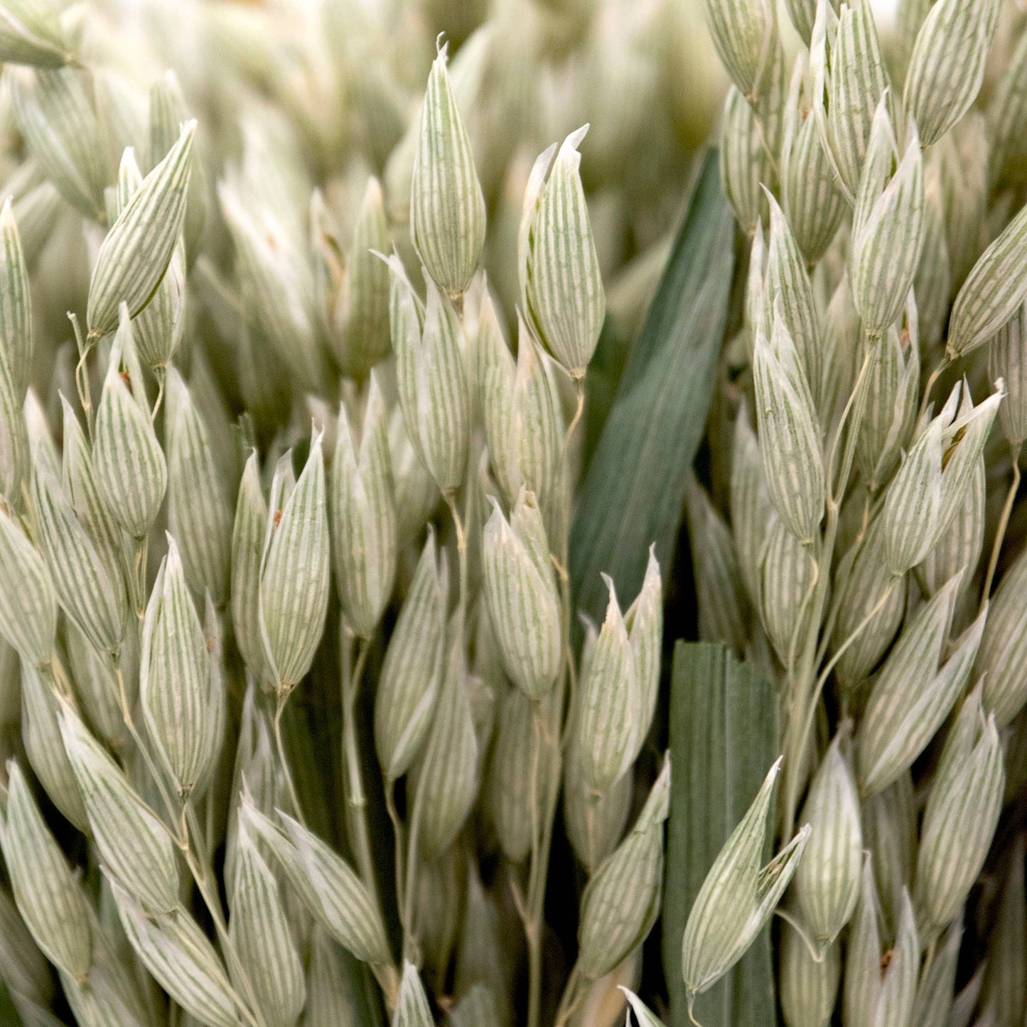 Dried Avena Bundle #21
