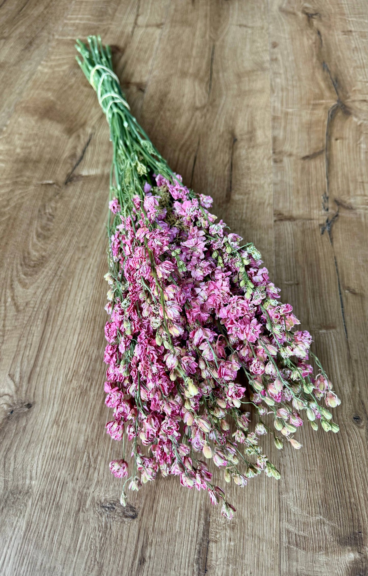 Larkspur - Carmine