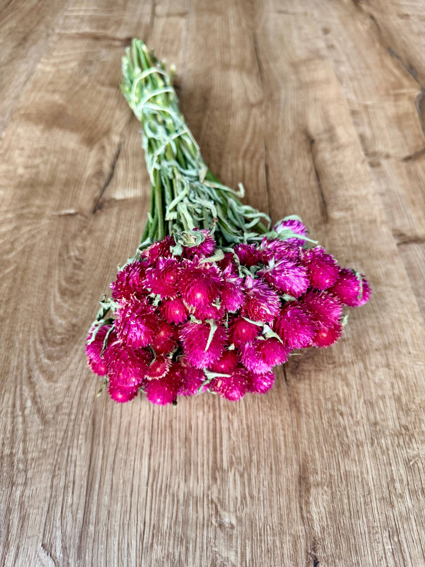 Globe Amaranth - Hot Pink