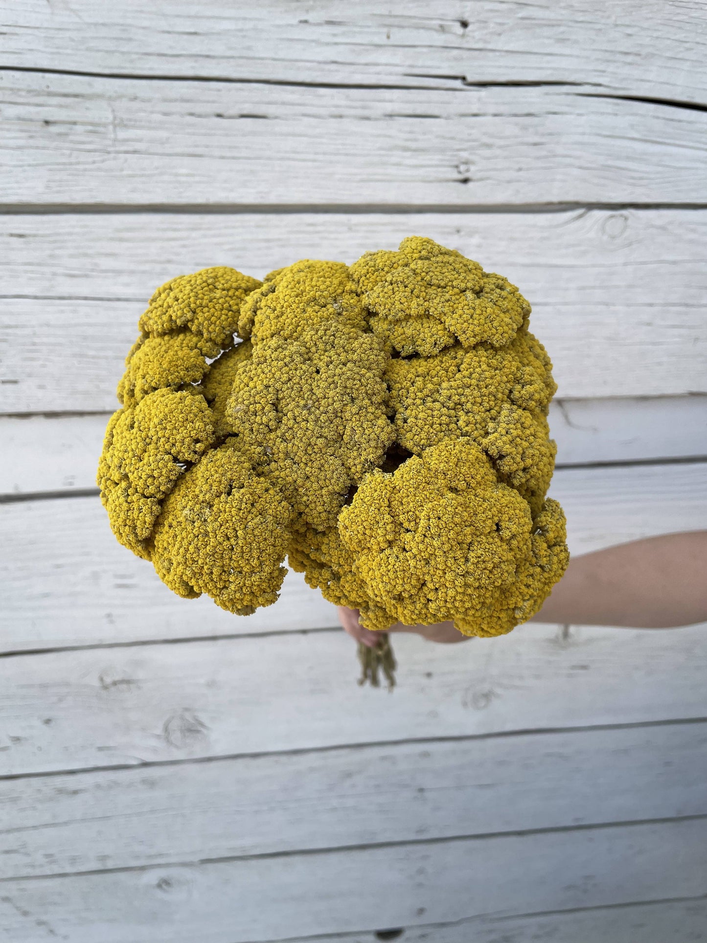 Yarrow (Yellow) - 20 Stem