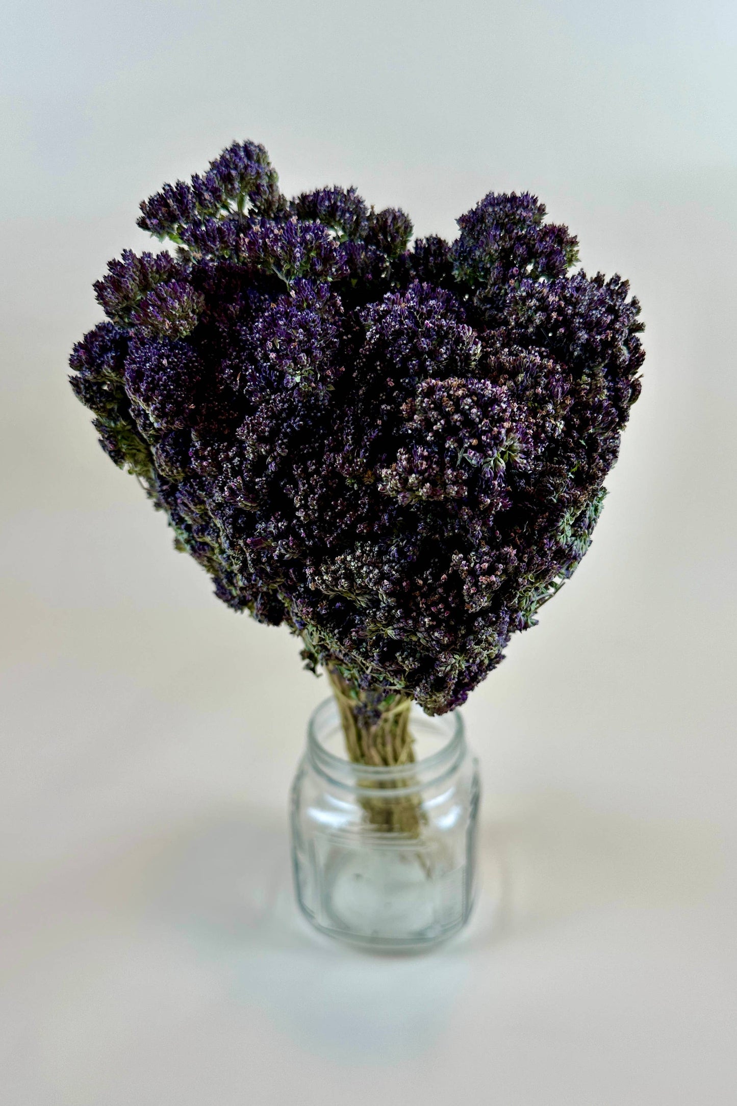 Purple Blossom Oregano