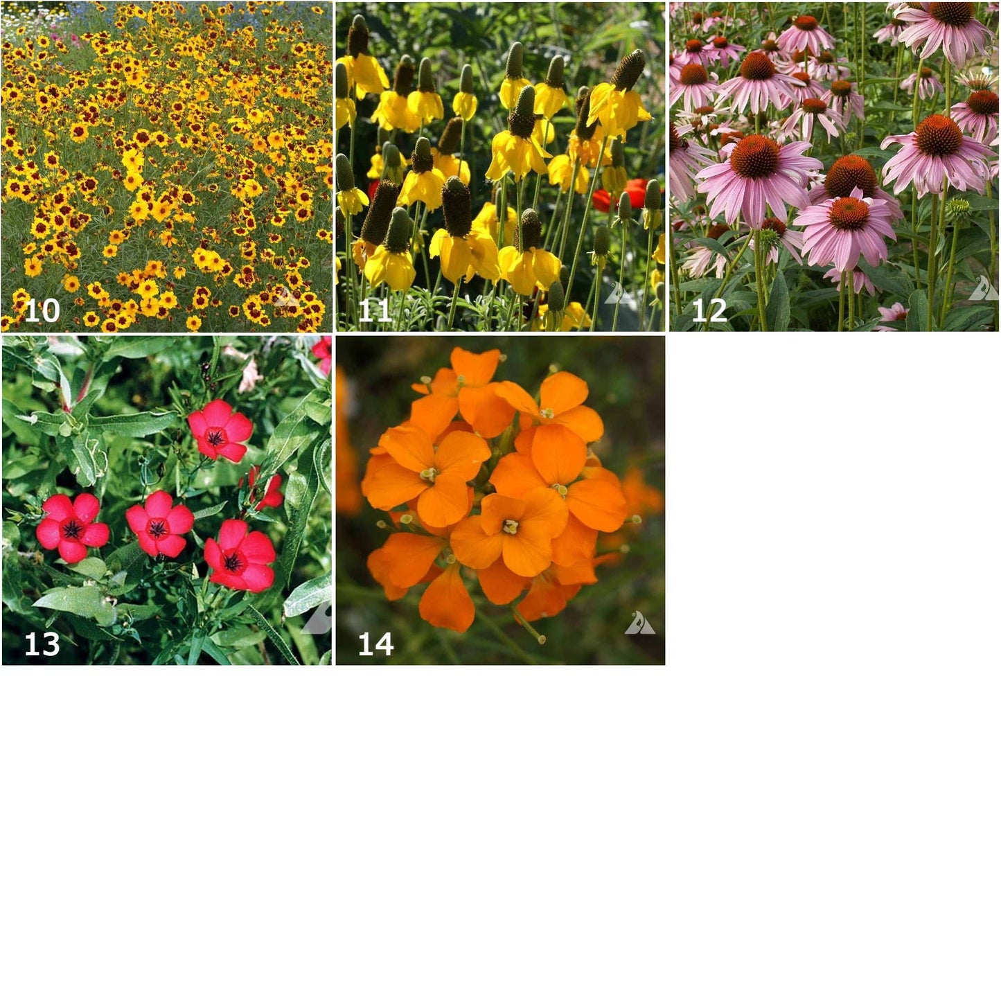 Garden Sprinkles Wildflowers | Best Seller | Summer flowers