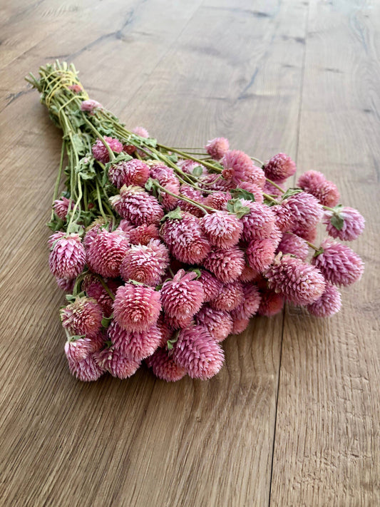 Globe Amaranth - Rose Pink