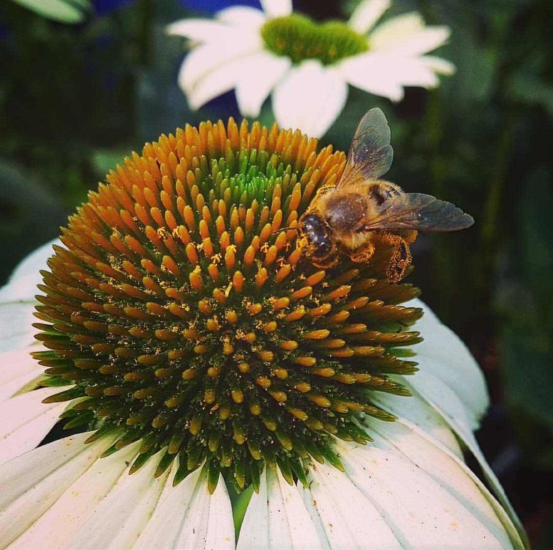 Garden Sprinkles Honeybee | Best Seller | Summer Flowers