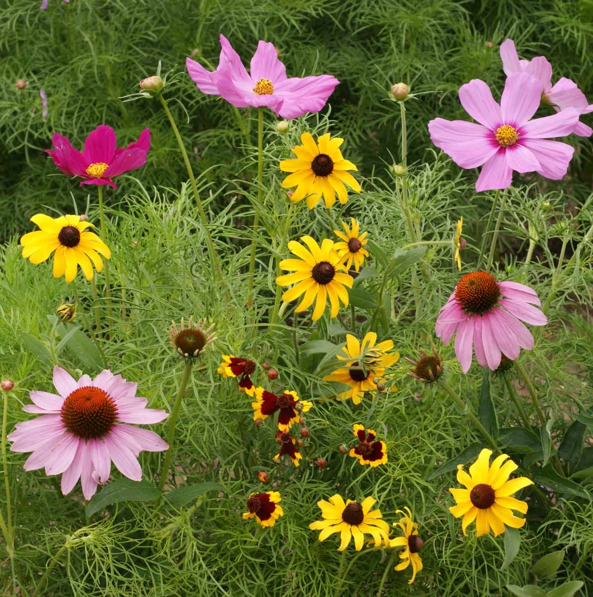 Garden Sprinkles Butterfly Habitat | Summer Flower Garden
