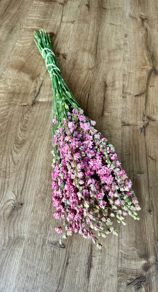 Larkspur - Carmine