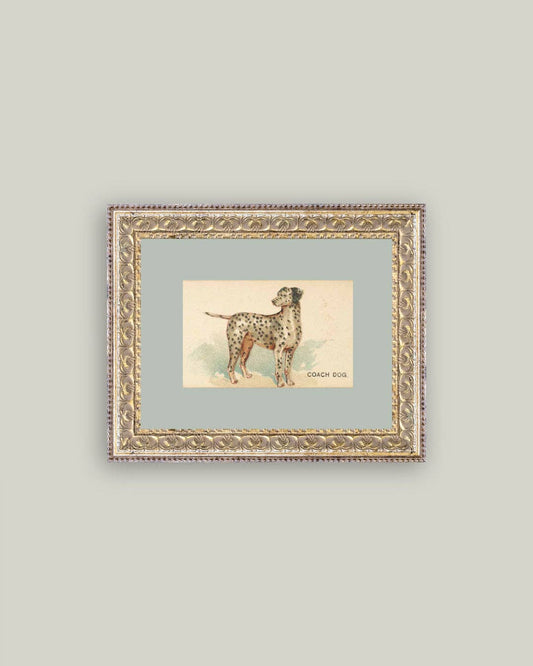 Dalmation Framed Antique Art