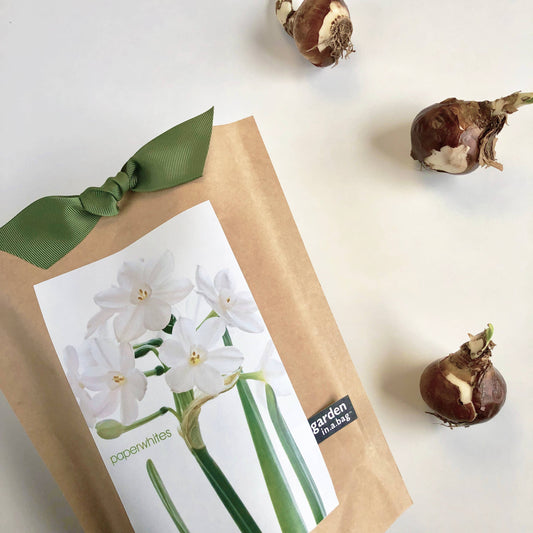 Garden in a Bag Paperwhites | Fall & Christmas