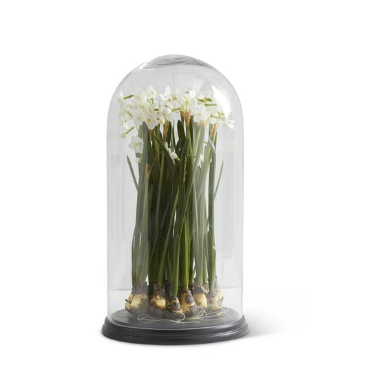 White Paperwhite in Dome