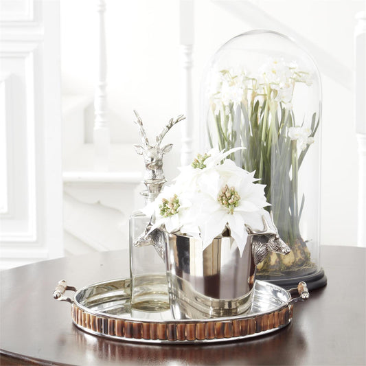 White Paperwhite in Dome