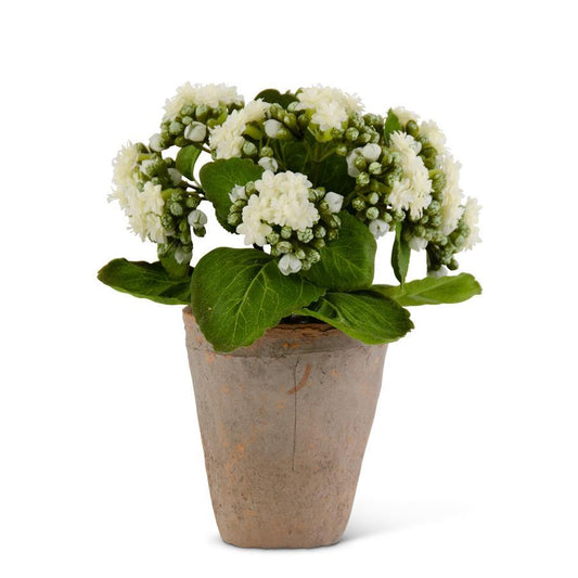 9.5" White Kalanchoe in Pot