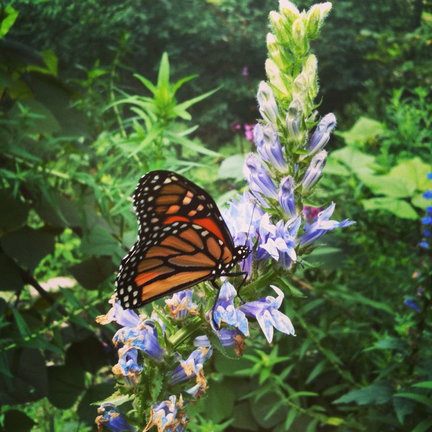 Garden Sprinkles Ornament | Monarch Butterfly Flower Garden