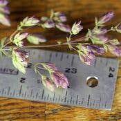 Santa Cruz Oregano