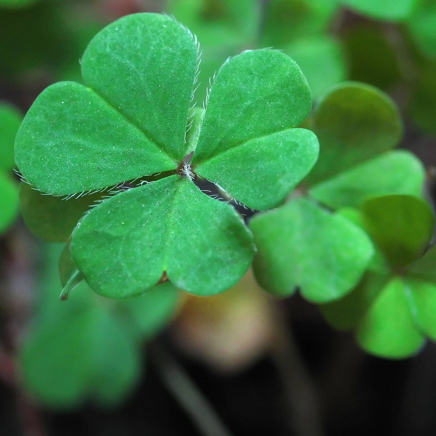Garden Sprinkles Good Luck Clover | Wedding & Graduation
