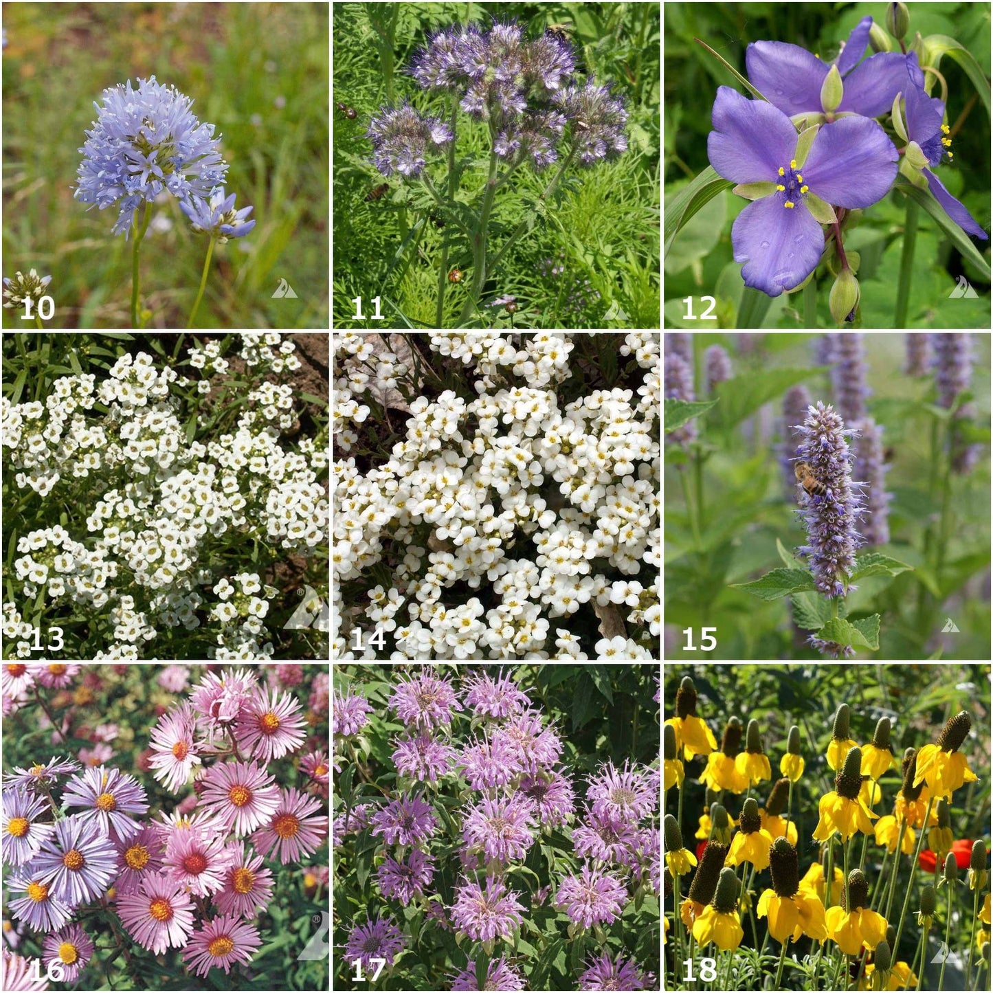 Garden Sprinkles Honeybee | Best Seller | Summer Flowers