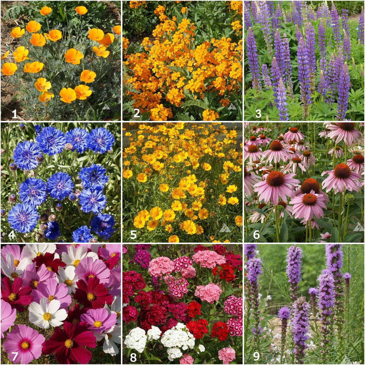 Garden Sprinkles Butterfly Habitat | Summer Flower Garden