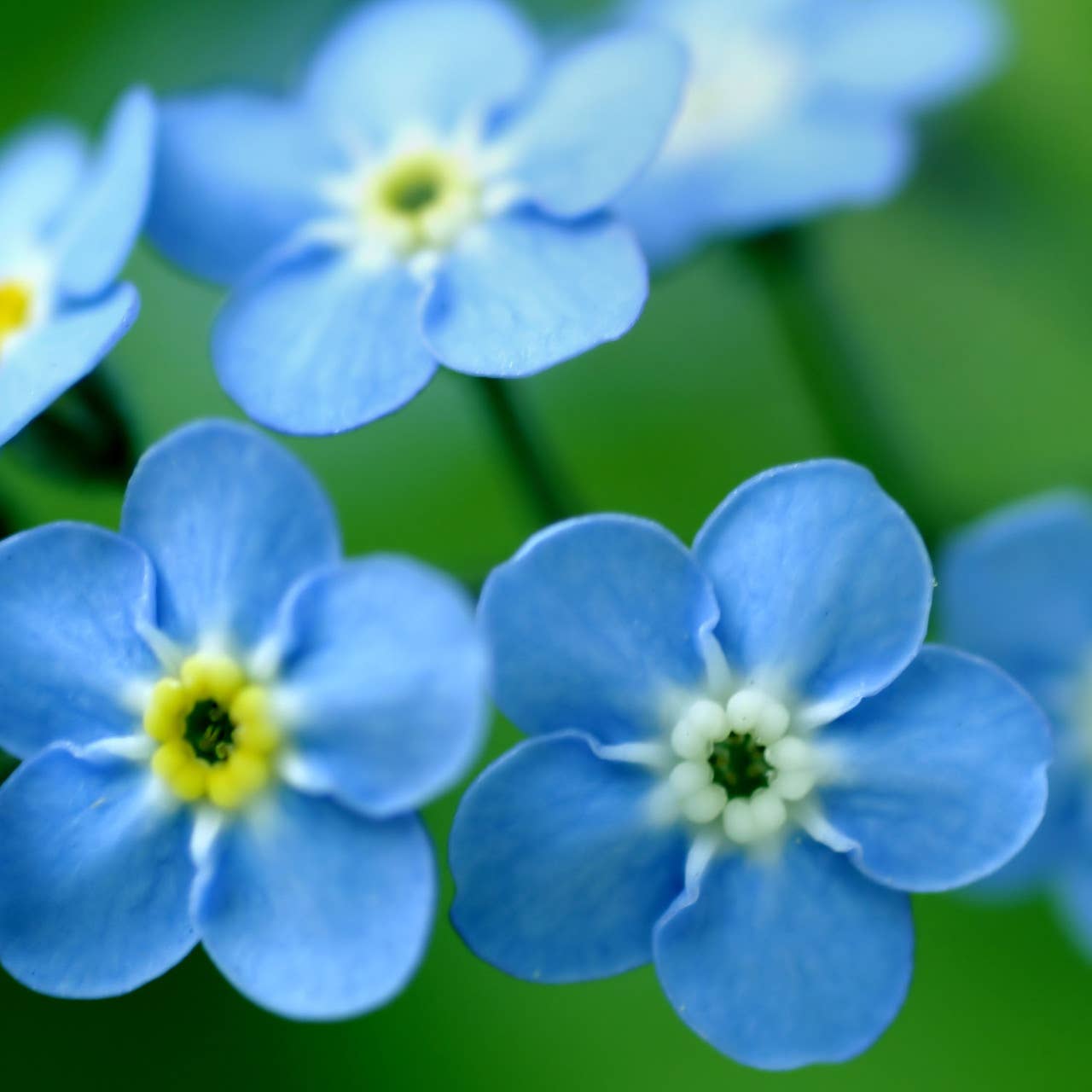 Garden Sprinkles Forget-Me-Not | Wedding flower favor idea