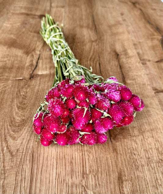 Globe Amaranth - Hot Pink 
